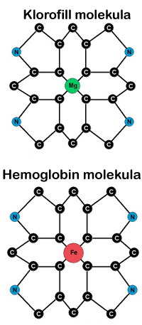 klorofill-molekula