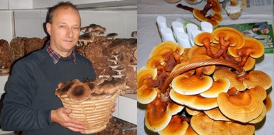 ganoderma Gyöngyösi Sándor
