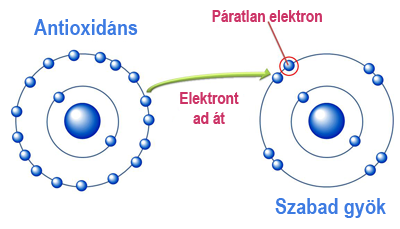 antioxidánsok szabadgyököl