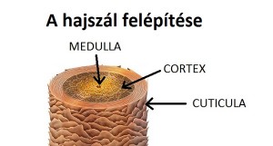 a hajszál felépítése
